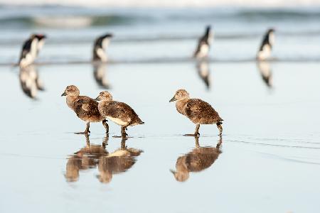 Falklands duks