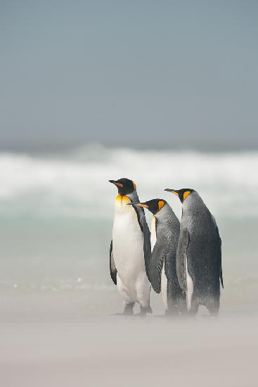 Falklands