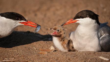 Common tern family