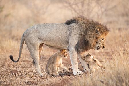 Father and puppies