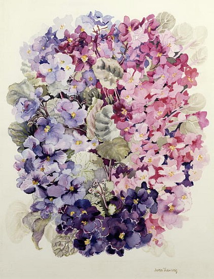 African Violets (w/c)  de Joan  Thewsey