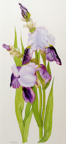 Mauve and purple irises with two buds de Joan  Thewsey