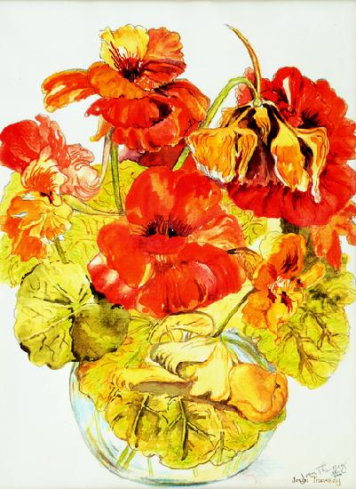 Nasturtiums