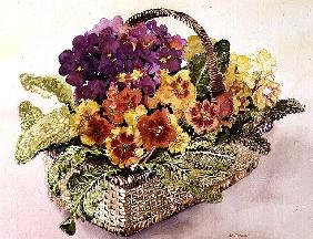 Primulas in a Basket (w/c) 