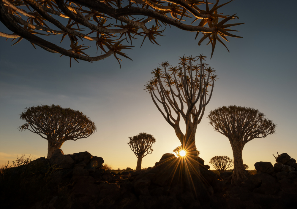 The Quiver trees in Namibia de Joan Zhang