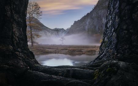 A foggy morning in Yosemite