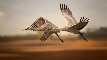 Flying over