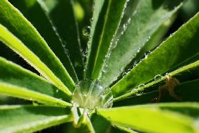 Tautropfen in einer Lupine