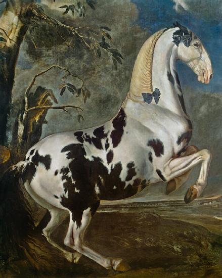 The Piebald Stallion at the Eisgruber Stud