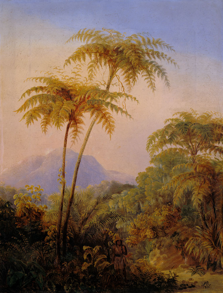 Tree fern from the Brazilian jungle. de Johann Moritz Rugendas