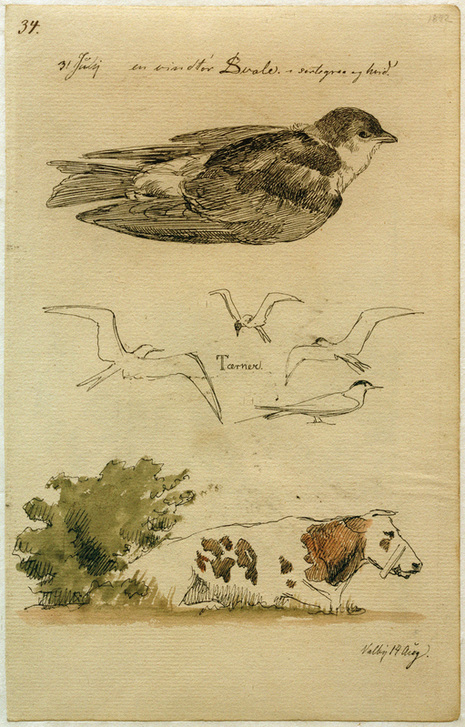 Schwalbe, Seeschwalben, liegende Kuh de Johan Thomas Lundbye