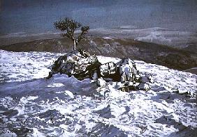 Barbondale Tree, Barbon, nr Kirby Lonsdale, Cumbria