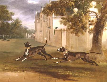 The Earl of Brownlow's two Bull Terriers, 'Nelson' and 'Argo' de John E. Ferneley d.J.