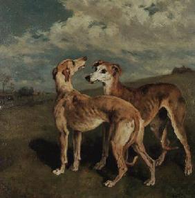 Greyhounds