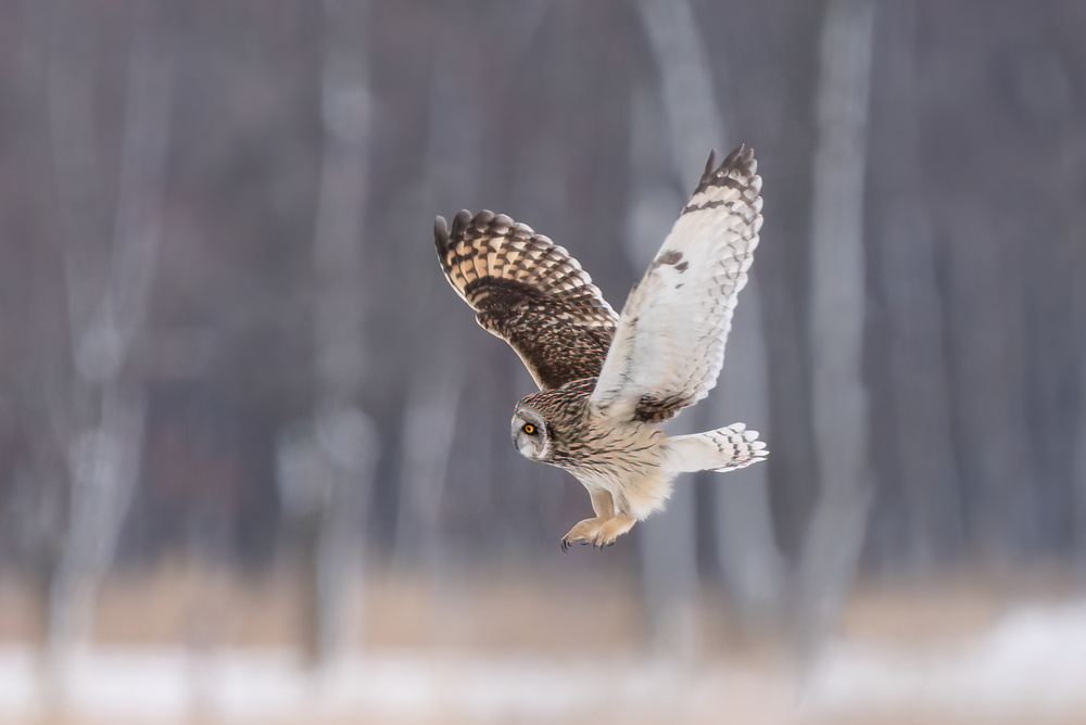 Approaching the Prey de John Fan