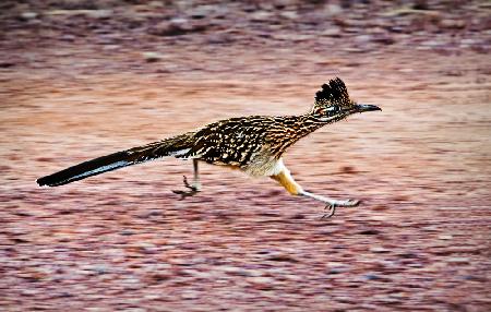 Road Runner