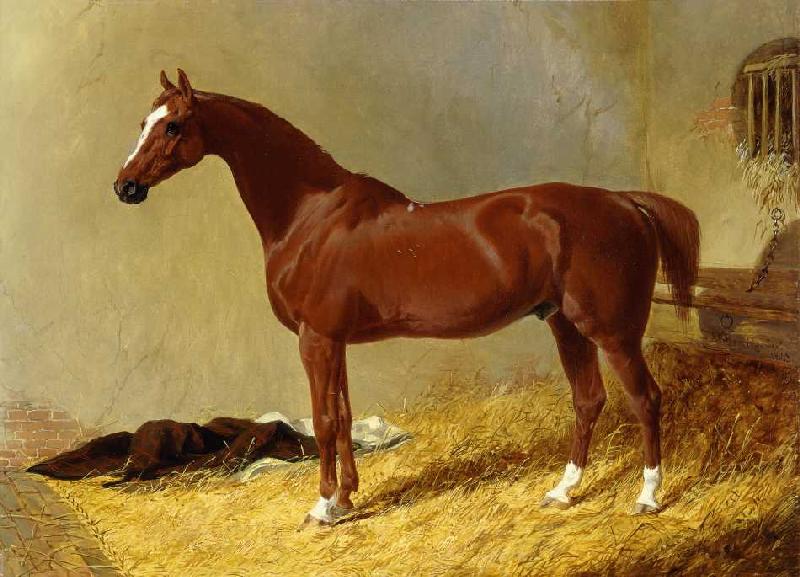 Ein rotbraunes Rennpferd in einem Stall de John Frederick Herring d.Ä.