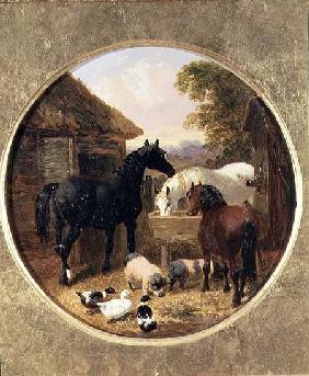 Farmyard Scene