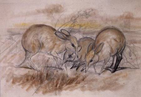 Pig-Footed Bandicoot (pencil and chalk) de John Gould
