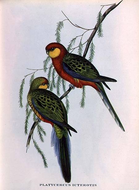 Platycercus Icterotis de John Gould