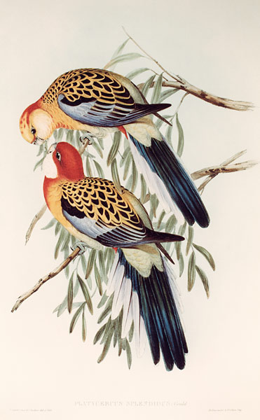 PLATYCERUS SPLENDIDUS de John Gould