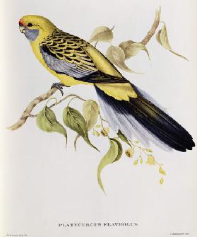 Platycercus Flaveolus