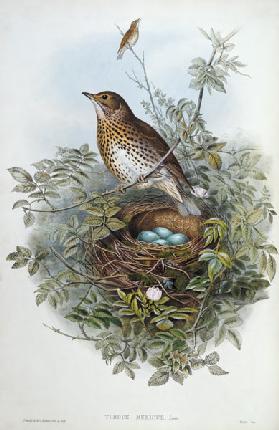 Thrush, 1873 (w/c, pencil on