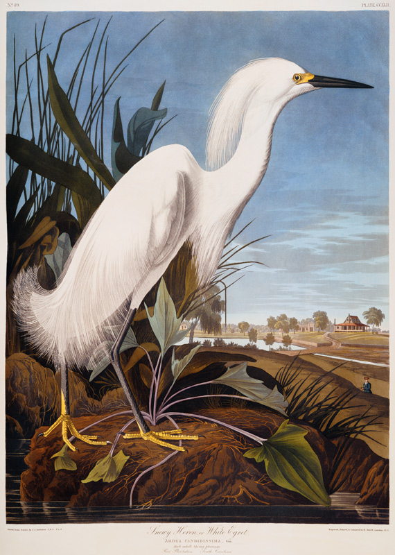 Snowy Heron, or White Egret (Egretta Thula),  Rice Plantation, South Carolina From ''The Birds Of Am de John James Audubon