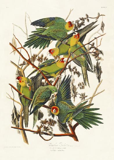 Carolina Parrot From Birds of America (1827)