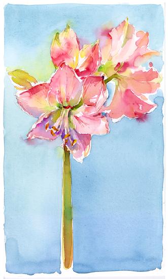 Amaryllis with aqua background