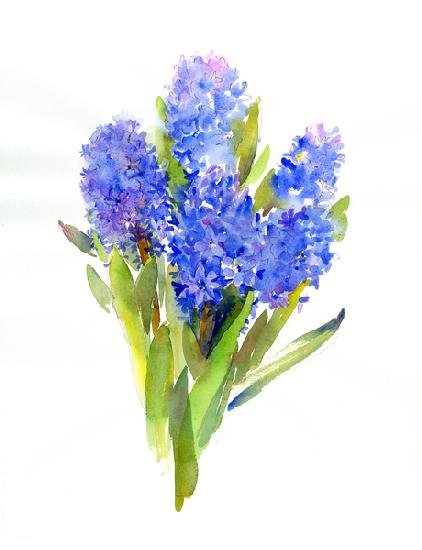 Blue Hyacinth