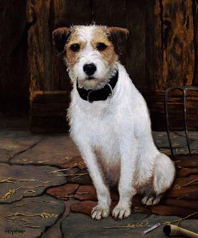 Portrait of Terrier