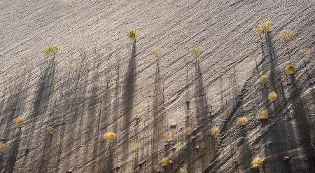 Dune Shadows