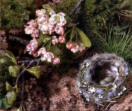 A Bird's Nest and Apple Blossom de John Sherrin