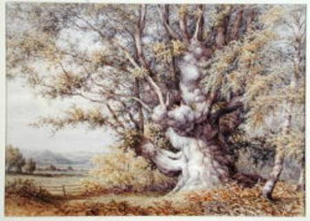 Squirrels in an Ancient Oak Tree de John Skinner Clifton