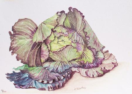 Cabbage