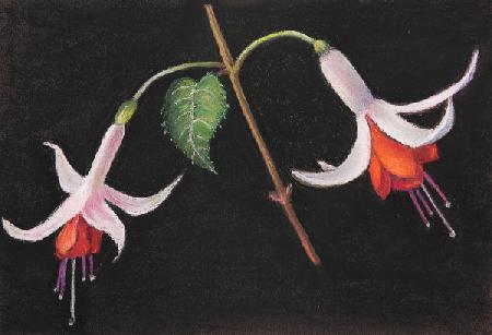 Fuchsias