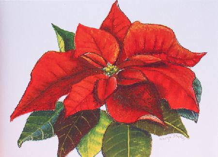 Poinsettia