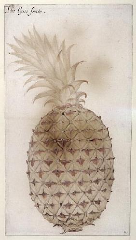 Pineapple, (pencil, w/c & bodycolour on paper)