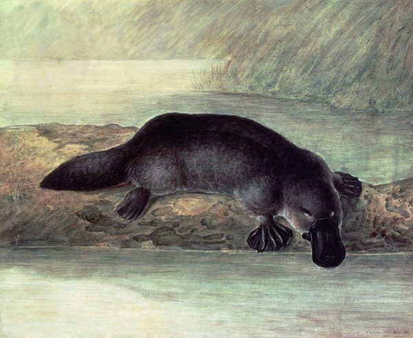 Duck-billed platypus, ornithorynchus paradoxus de John William Lewin