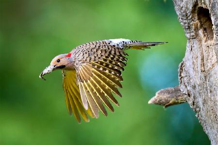 Northern Flicker in Flight