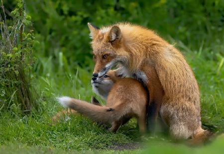 Red Fox