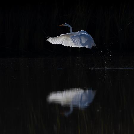 Snow Egret