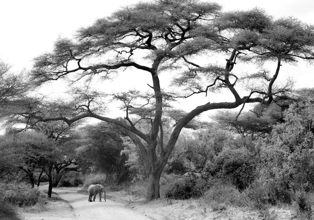 under the acacia de jorge llovet