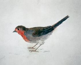 Petirrojo, de The Farnley Book of Birds, hacia 1816 (lápiz y acuarelas sobre papel)