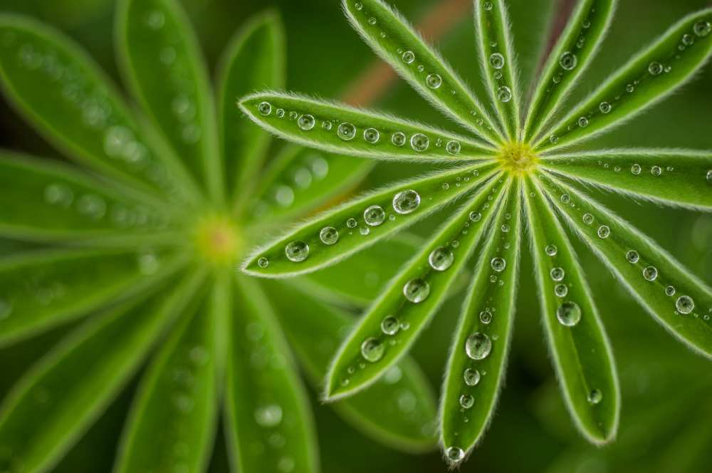 Pearly Lupine de Joshua Raif