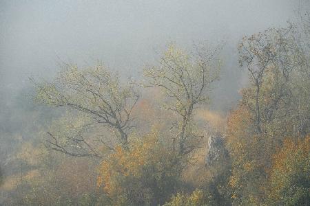 Trees in fog