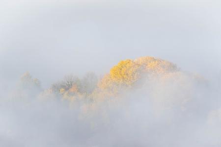 TREES IN FOG