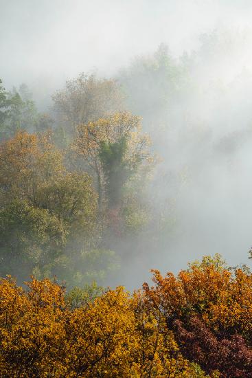 TREES IN FOG