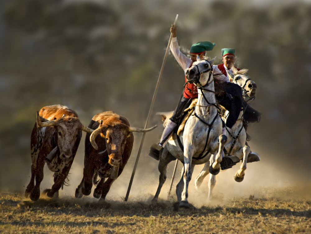 Campinos of Portugal